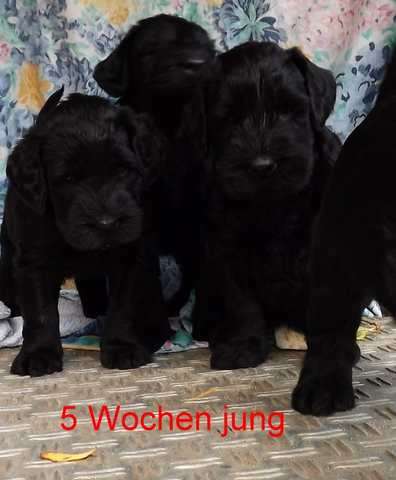 Riesenschnauzer Welpen